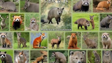 animals that start with r list